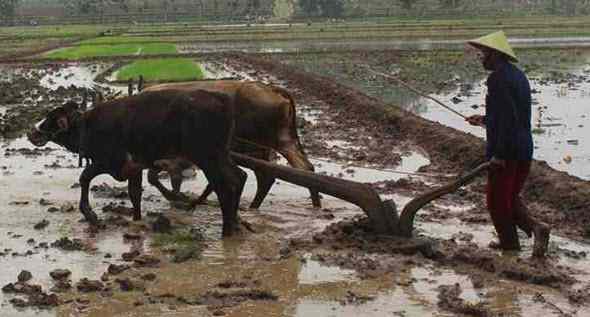 Alat alat Pertanian Manual