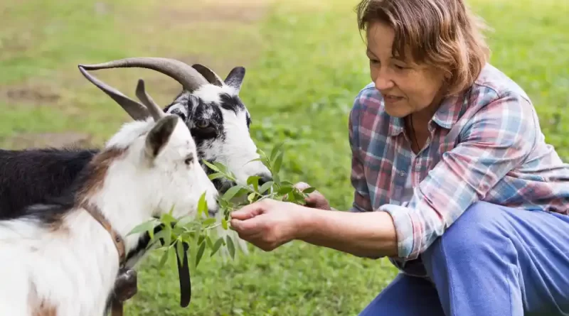 Pelatihan Ternak Kambing Untuk Pemula Lengkap Agar Mahir