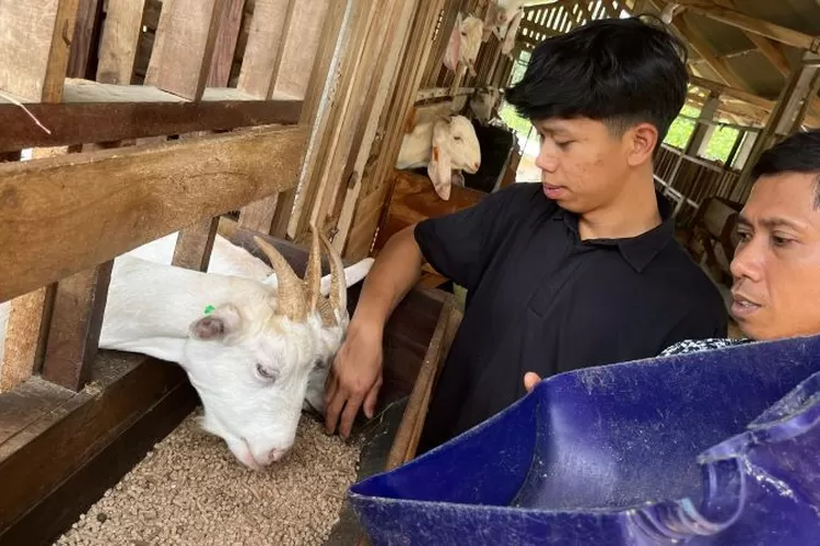 Pelatihan Sanitasi Kandang Kambing Agar Sehat