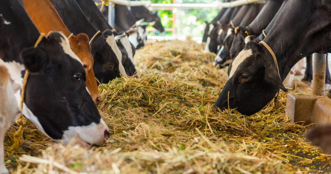pakan rumput untuk sapi