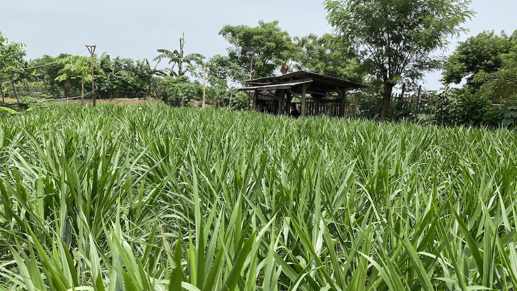 pakan rumput ternak harian