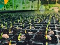 Cara Menanam Sawit Agar Cepat Tumbuh Tunas dan Sehat