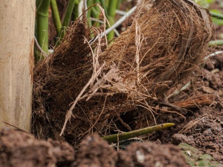 Sabut kelapa sebagai mulsa alami